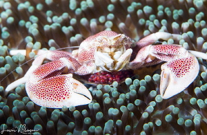 Spotted Porcelain Crab With Eggs/Photographed with a 100 ... by Laurie Slawson 